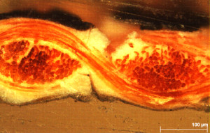 the cross section shows the fibre core and the paint layers©University of Glasgow